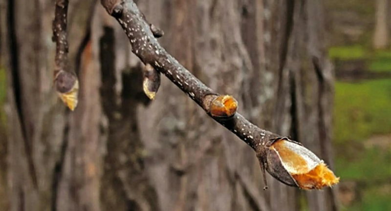 Mint Springs Valley Park "Bark & Twig" Guided Walk