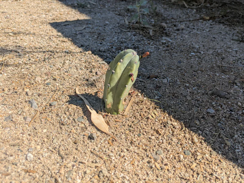 Blue Myrtle cactus cutting 