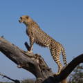 Cheetah perched on a large tree trunk overlooking the landscape