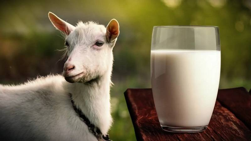 Goat milk 