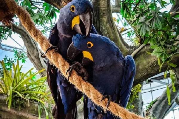 Safe Bird Toy Materials: Keeping Your Parrot Happy With Hemp Rope