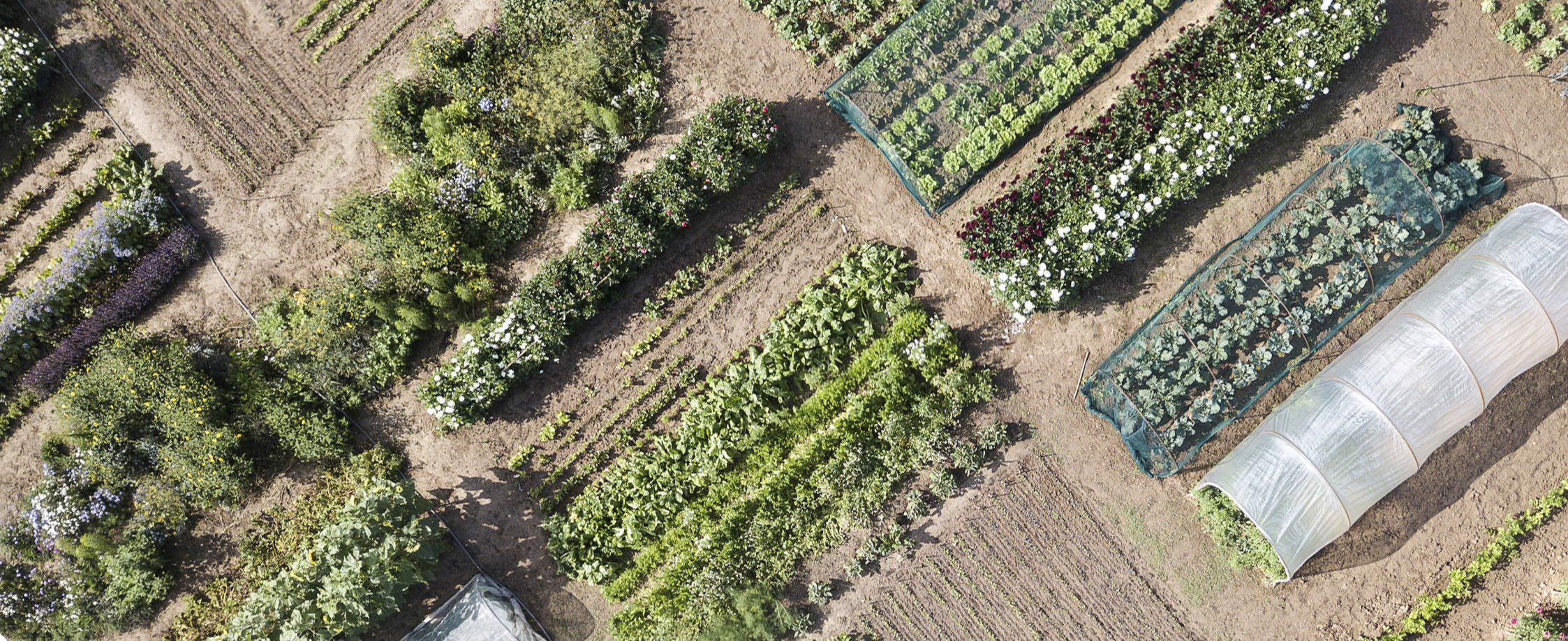 Erik Dhont — What is Botanic?