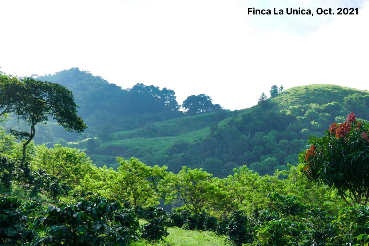 Finca La Unica, Honduras