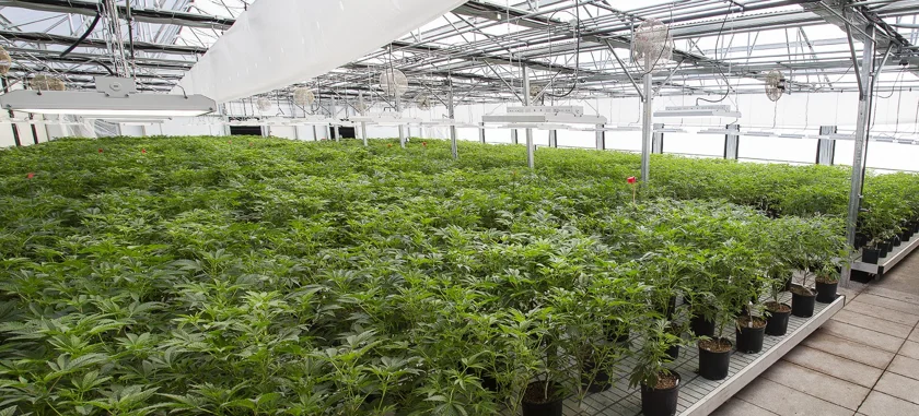 Highline Nursery - Cannabis Clones for Sale in California