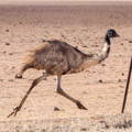 flighty-emu-running-along-fence-line-property-boundary flighty-emu-running-along-fence-line-property-boundary