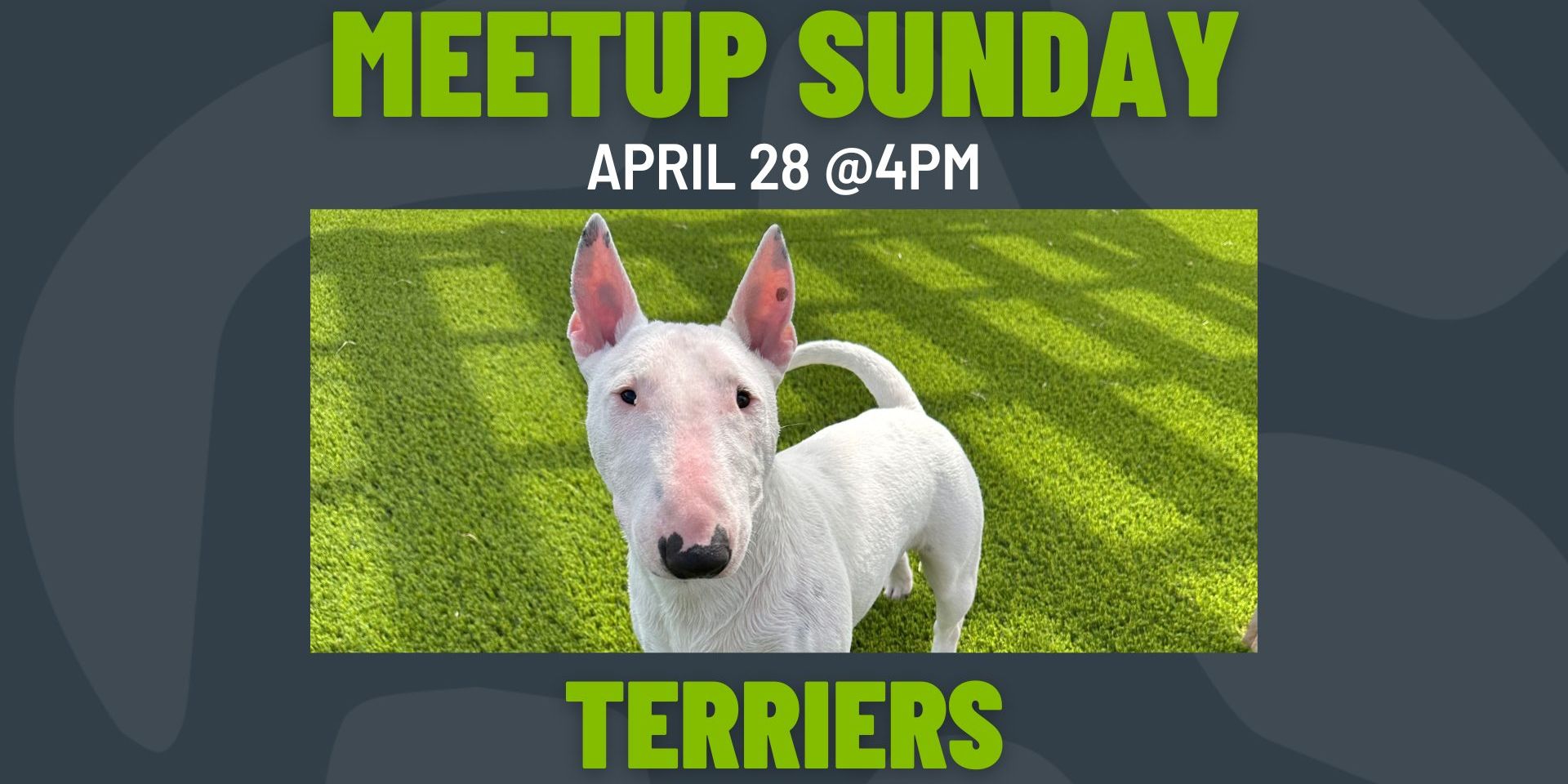 Meetup Sunday: Terriers promotional image