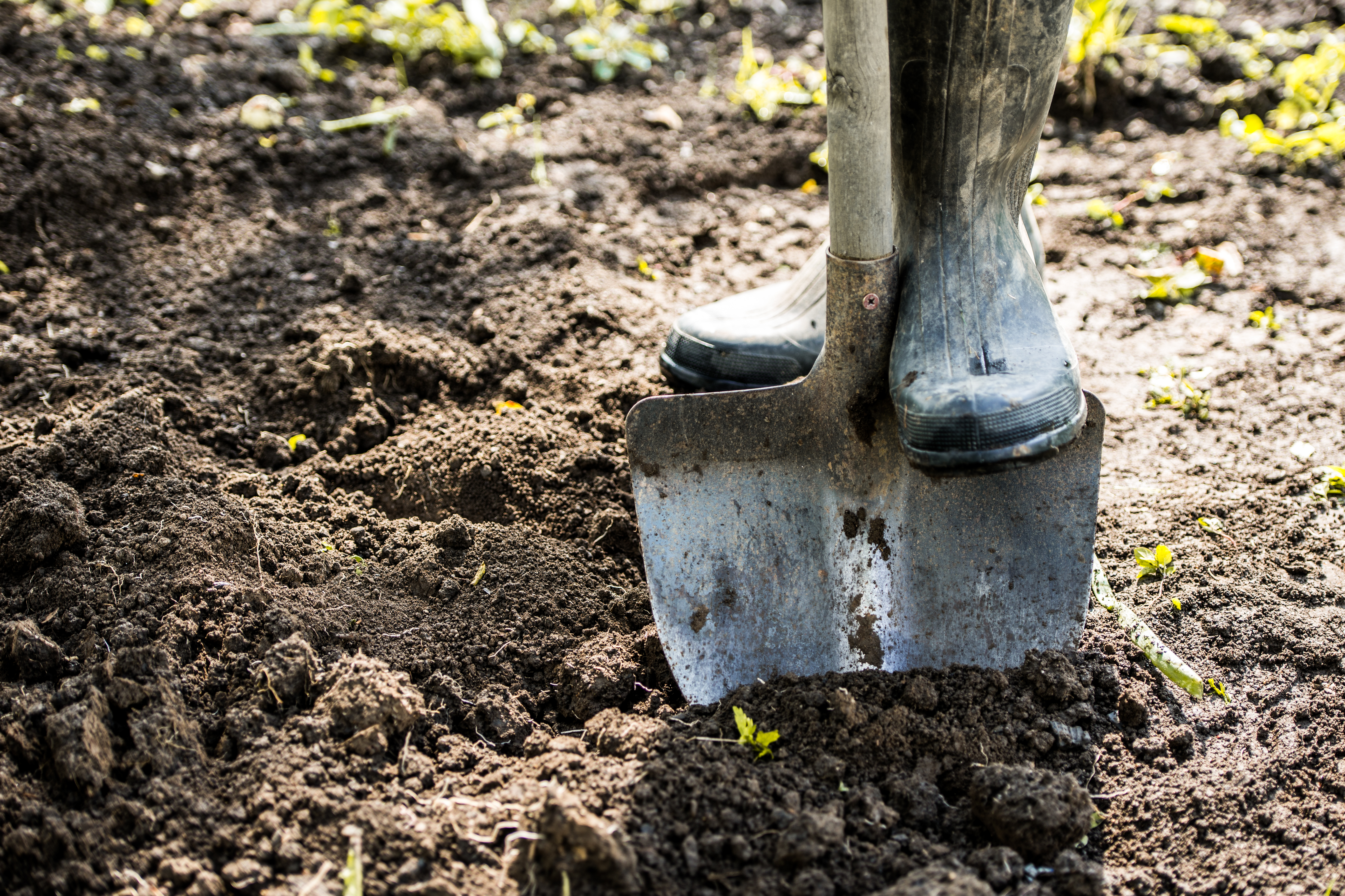 A person in rubber boots with their foot on a garden spade digging into the ground