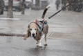 Old Basset Hound dog with floppy ears walking on a rainy day