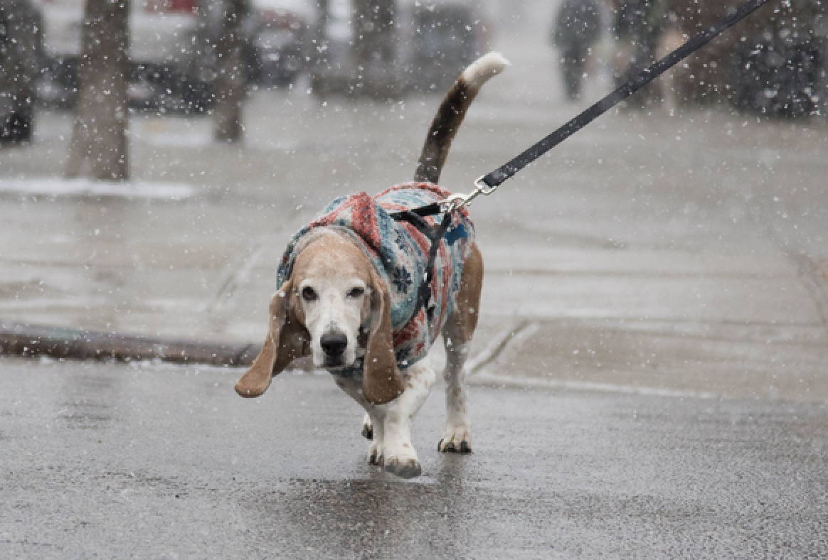 Basset Hound with floppy ears walking on a rainy day — environmental moisture increases ear infection risk