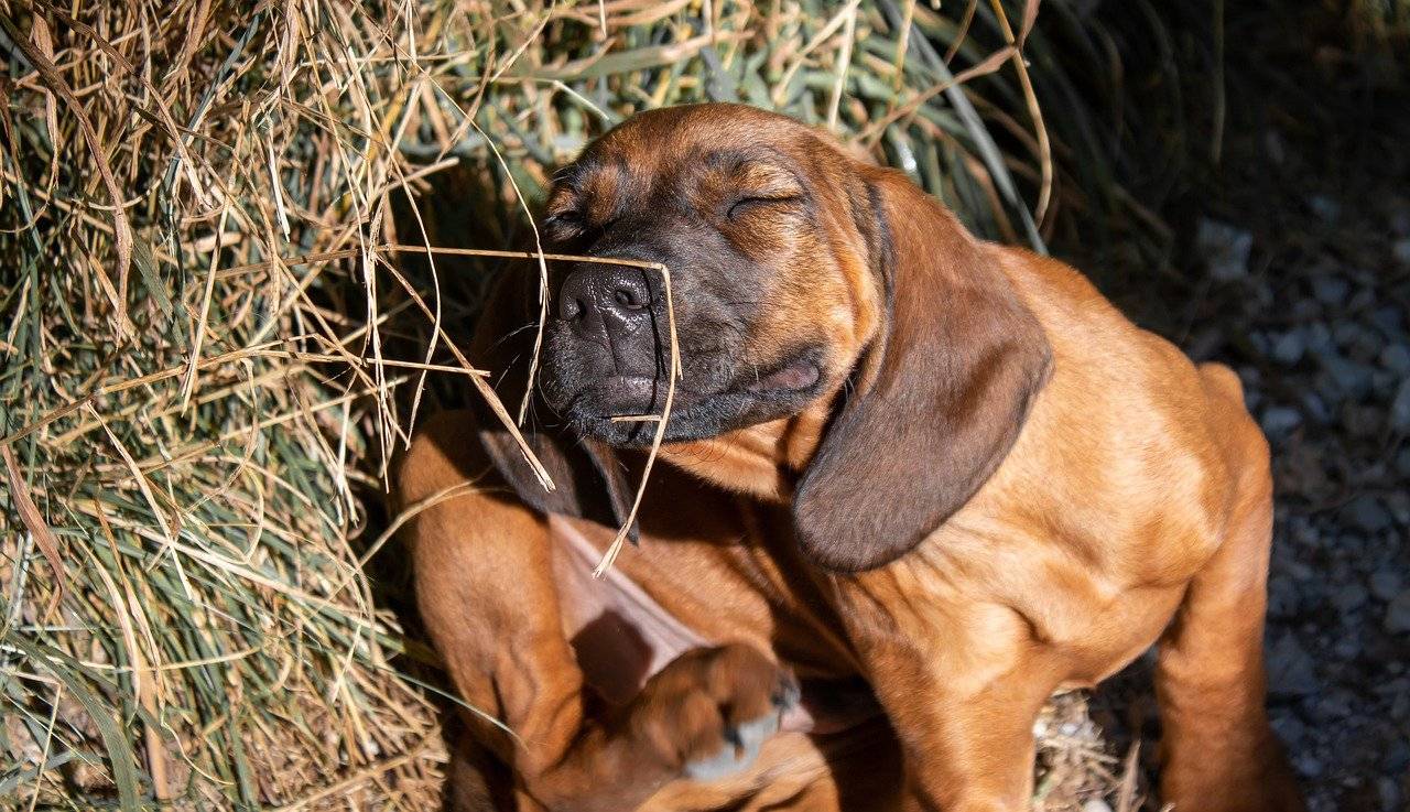 Futterunverträglichkeit beim Hund