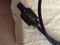 VH Audio Flavor 3 Power Cable. 4' power cable. Like new... 2