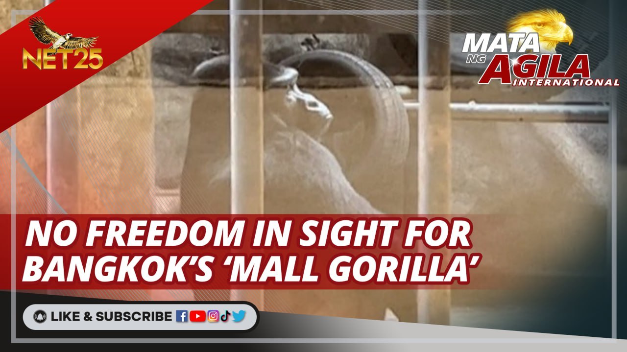 NO FREEDOM IN SIGHT FOR BANGKOK'S 'MALL GORILLA' | MATA NG AGILA INTERNATIONAL