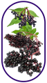 Elderberry as the main ingredient in the Various fruits containing Vitamin C thats found in the best elderberry gummy supplement
