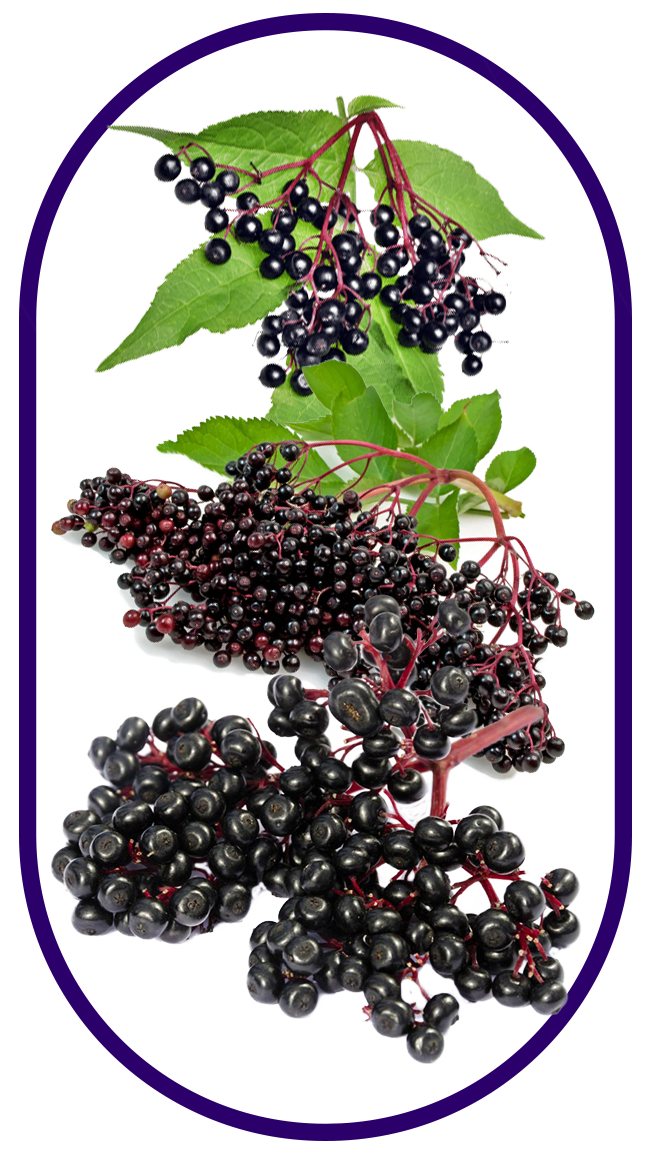 Elderberry as the main ingredient in the Various fruits containing Vitamin C thats found in the best elderberry gummy supplement