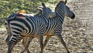zoom erlebniswelt zebras