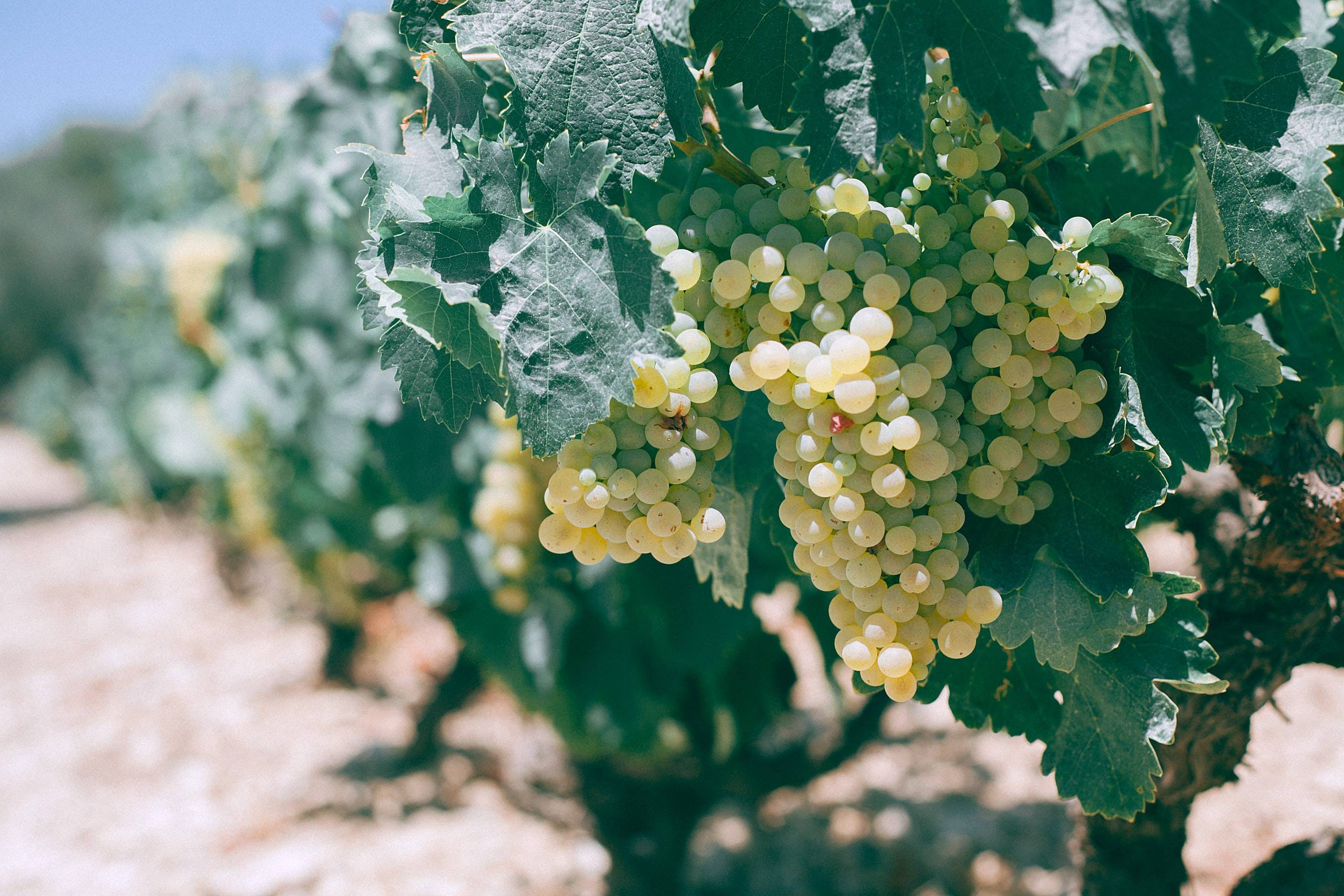 Natural wine process highlighted by organically grown grapes.