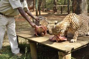 Animal orphanage and Giraffe at Giraffe center