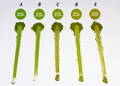 matcha grades difference between ceremonial and culinary grade matcha