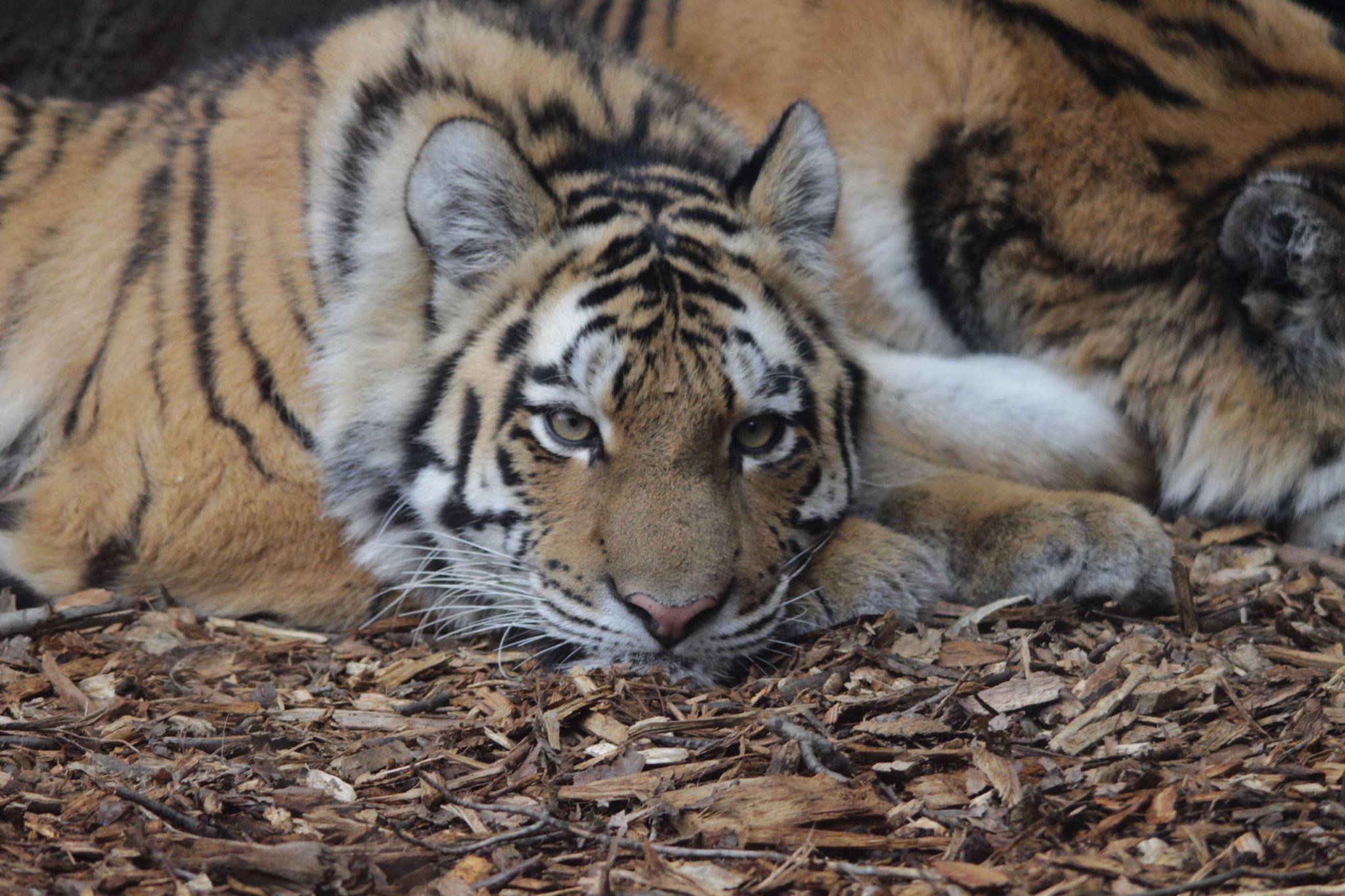 Bengal Tiger