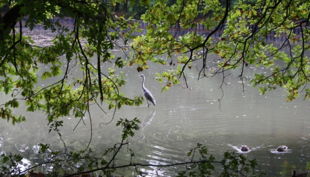 geocaching im kölner stadtwald storch im wasser