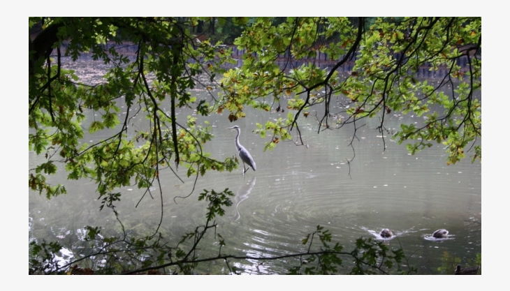 geocaching im kölner stadtwald storch im wasser