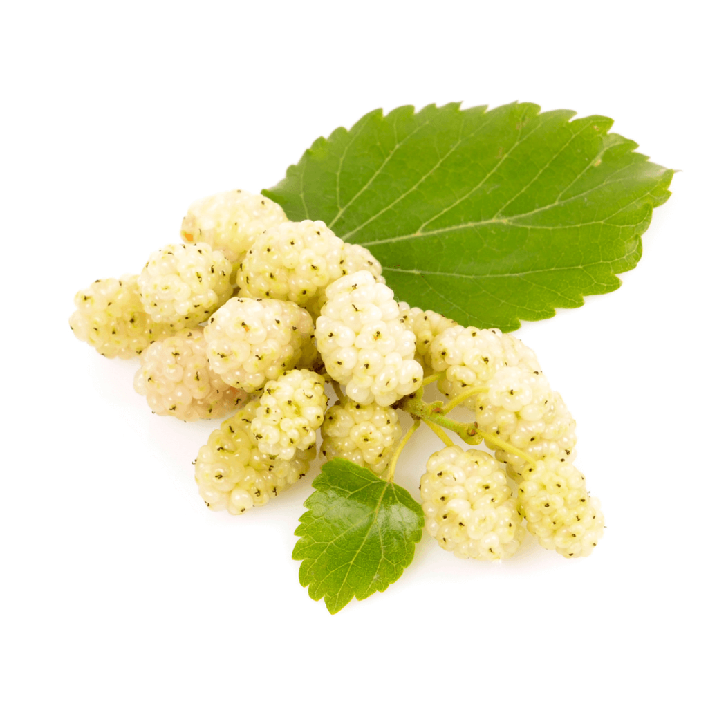 gelso bianco controllo glicemia ingrediente metaglyc agolab