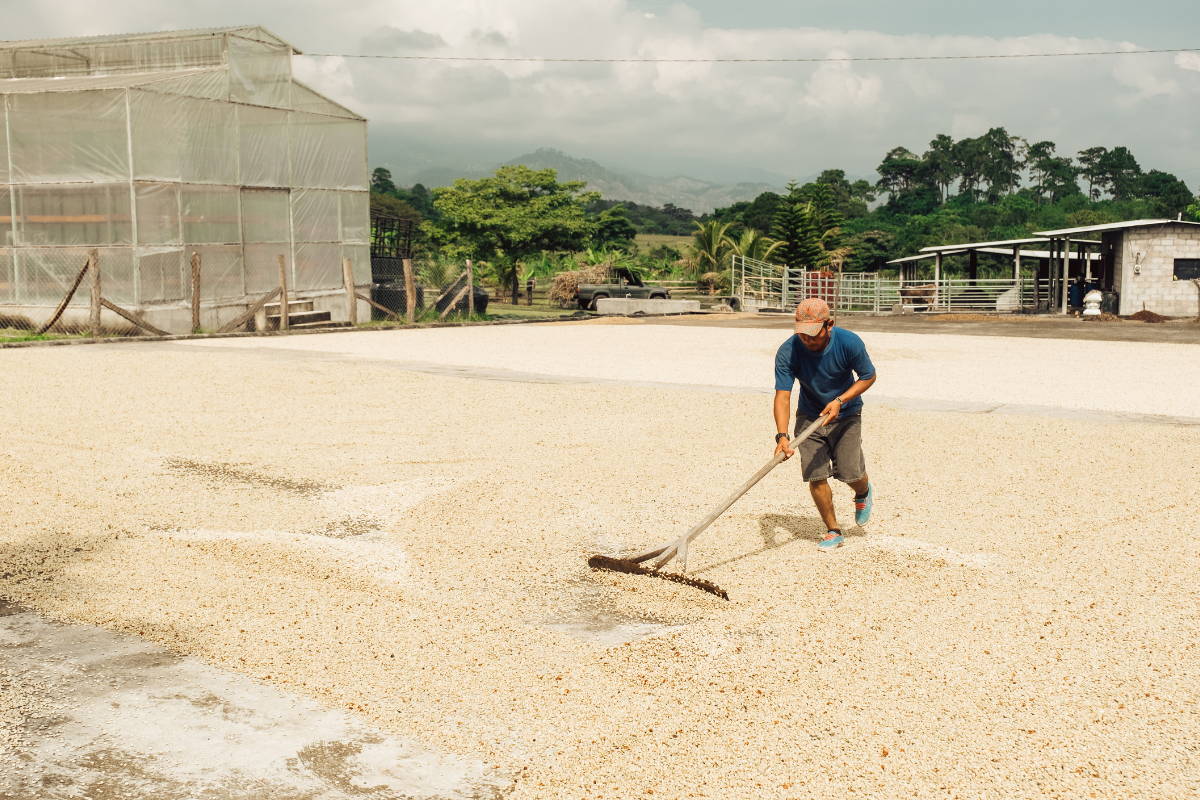 Coffee being dried on patio