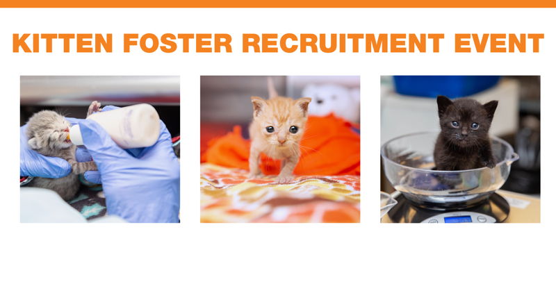 Best Friends Kitten Foster Recruitment Event 