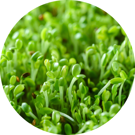 Broccoli Sprout Extract