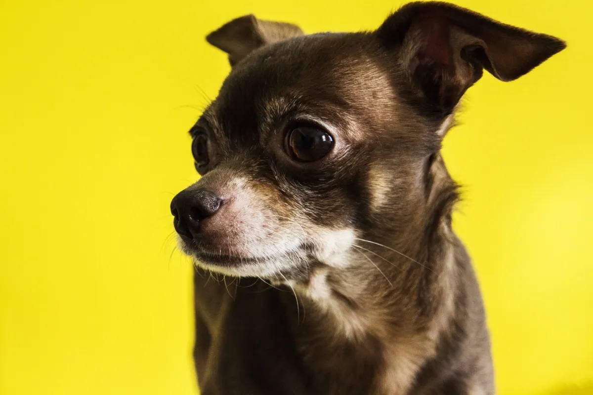 yorkie and chihuahua mix