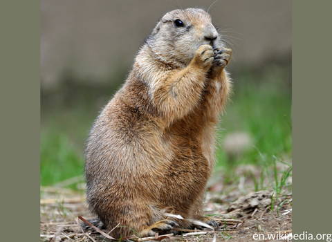 prairie_dog