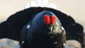 closeup of a black grouse's face