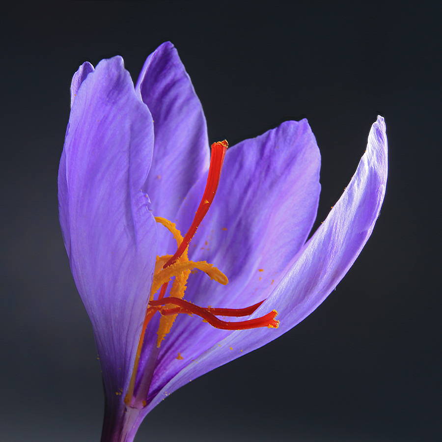 Known as l"or rouge" in French – red gold - saffron takes you on a scented journey through the enchanting scene of the Middle East
