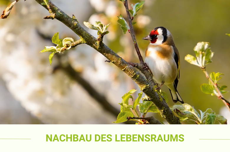 Vogelfreundlicher Garten: Was du für den Erhalt der Artenvielfalt tun –  Purgrün