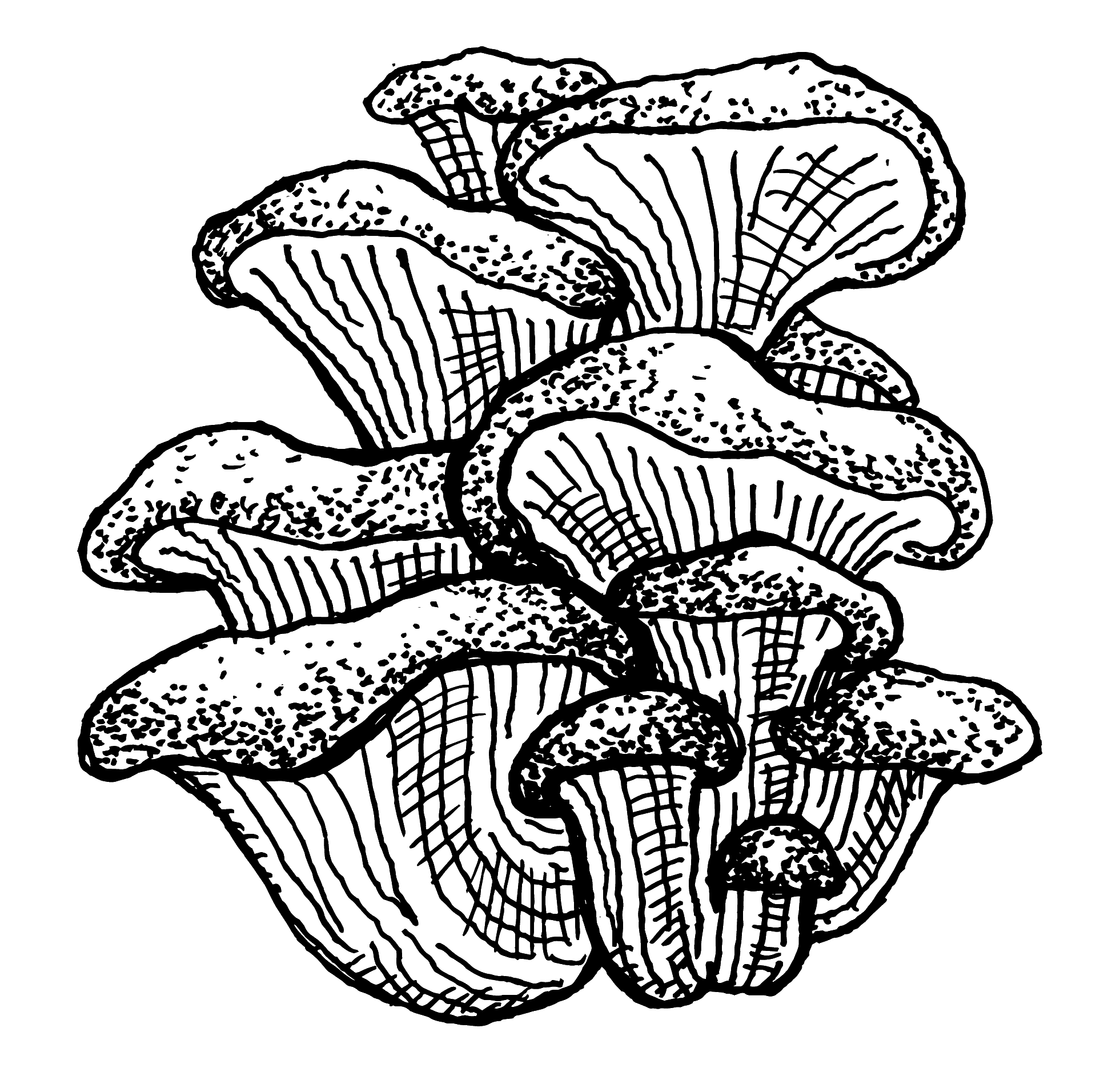 Oyster mushroom illustration