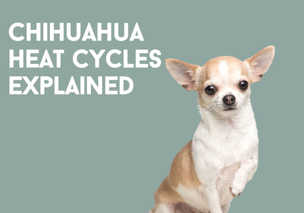 how long does a chihuahua stay in heat