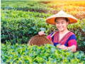 Japanse vrouw die matcha bladen plukt op het veld. Ontdek de gezonde voordelen van Matcha-thee