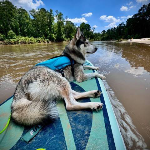 Customer sitting in blue TIKI stand up paddle board Toronto and smile