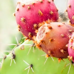Arizona-Sonora Desert Museum