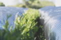 Shade grown matcha leaves