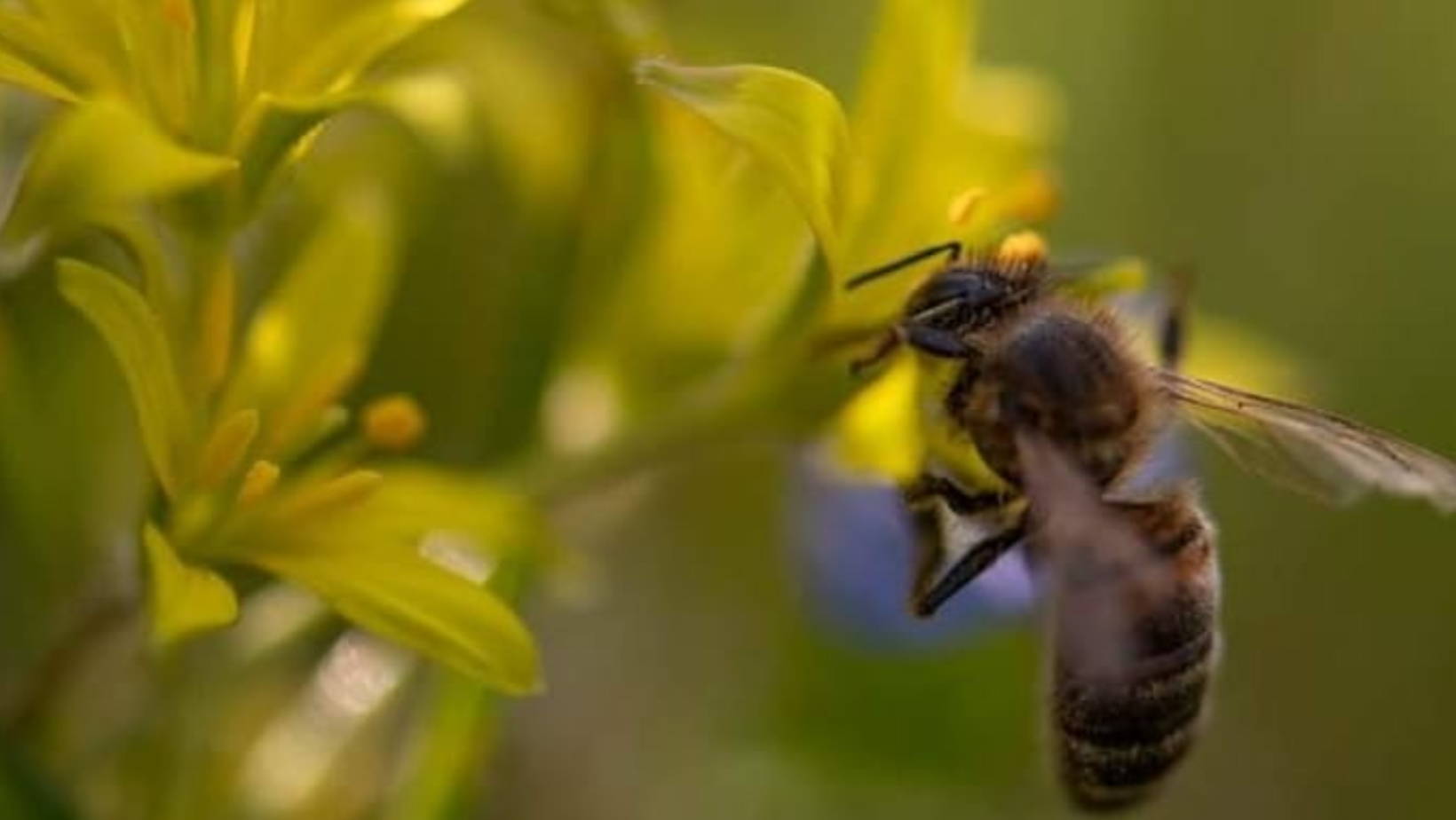 France, vin nature, rawwine, organic wine, vin bio, vin sans intrants, vin sans souffre, vin sans sulfites ajoutés, vin rouge, vin blanc, rouge, blanc, vin propre, vigneron, domaine bio, biodynamie, vigneron nature, vin biodynamique, raizin brut, Quimper, Finistère, Morbihan, domaine de l'envol, alsace, ingersheim, raphael marchal