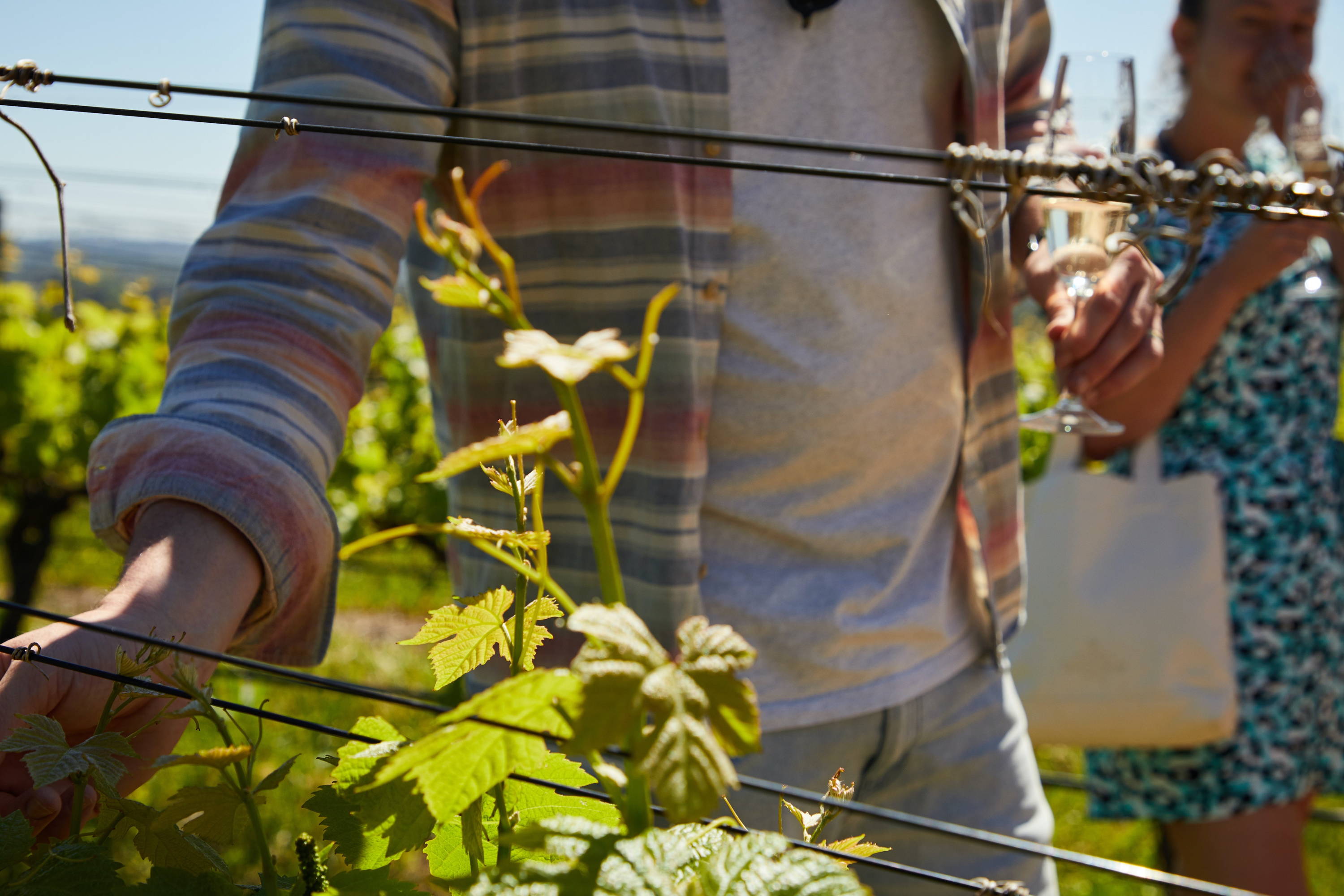 A hard Sauvignon Blanc grape vine being inspected by a man during wine tasting. 