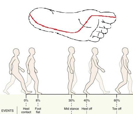 Foot/Ankle feature: What are Pronation and Supination? What do