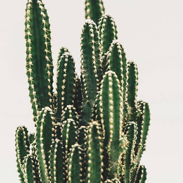 cactus euphorbe