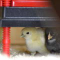 chicks-under-poultry-brooder-heating-plate