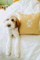 Brown and white doodle dog sitting on bed with paw print pillow