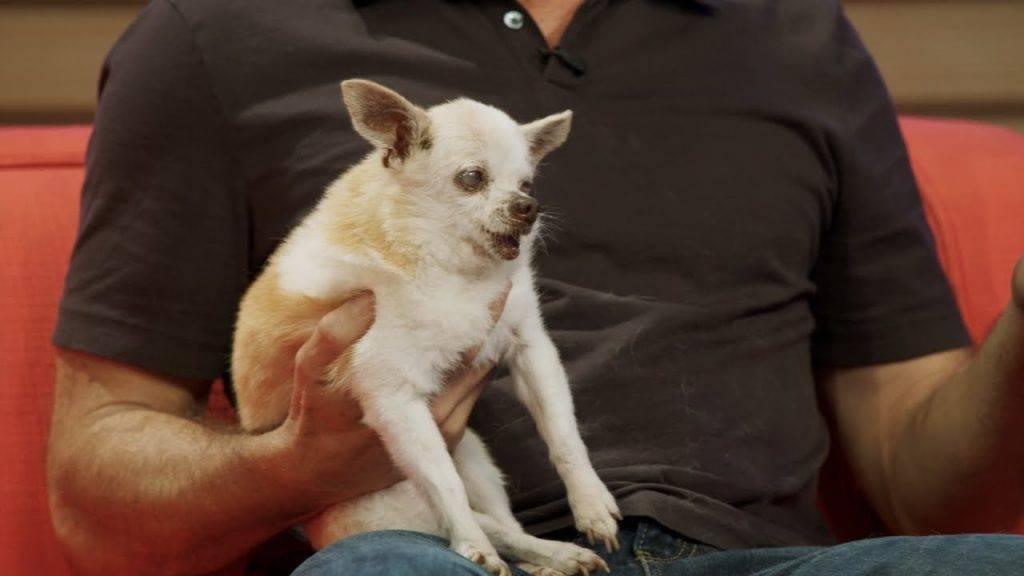 how long can chihuahuas live up to