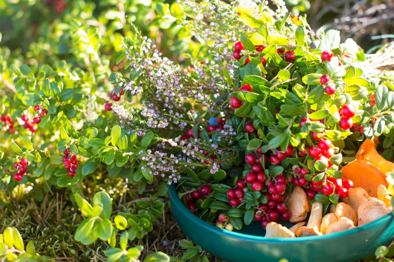 A teal bowl overflowing with lingonberries, sprigs of pale pink heather, and chanterelle mushrooms, set on a mossy forest floor