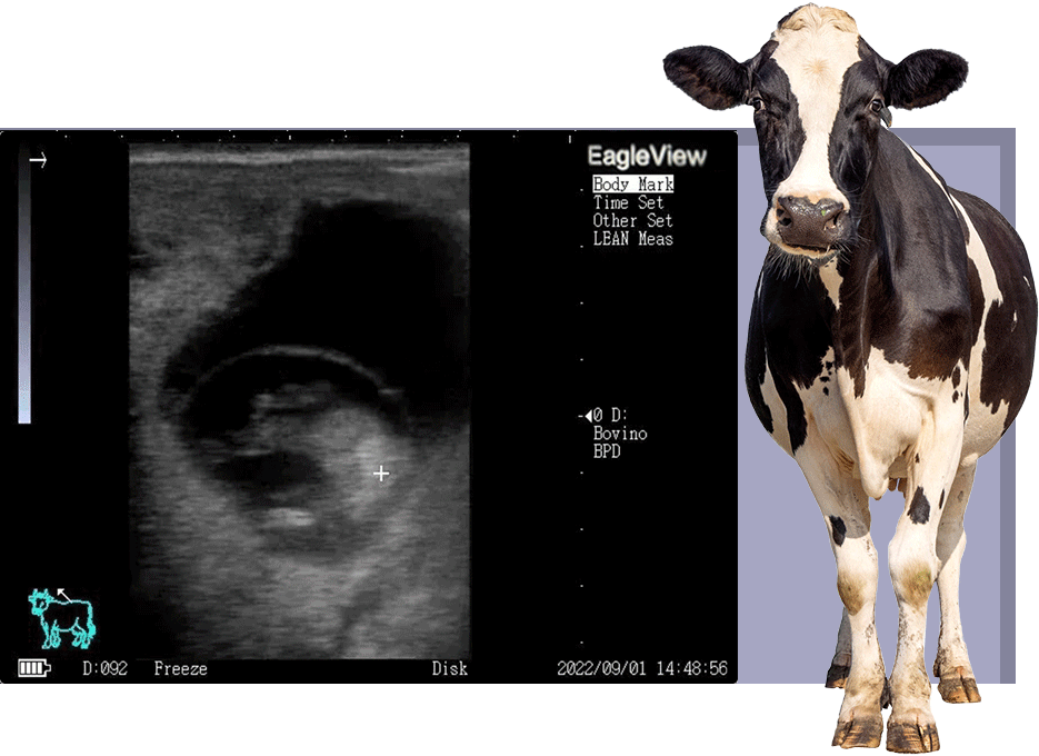 Sistema de Ultrasonido Veterinario Portátil para Pruebas de Embarazo en  Equinos, Ovinos, Porcinos, Caninos y Bovinos. – Bien
