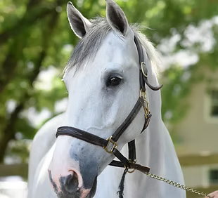 Chastain Horse Park